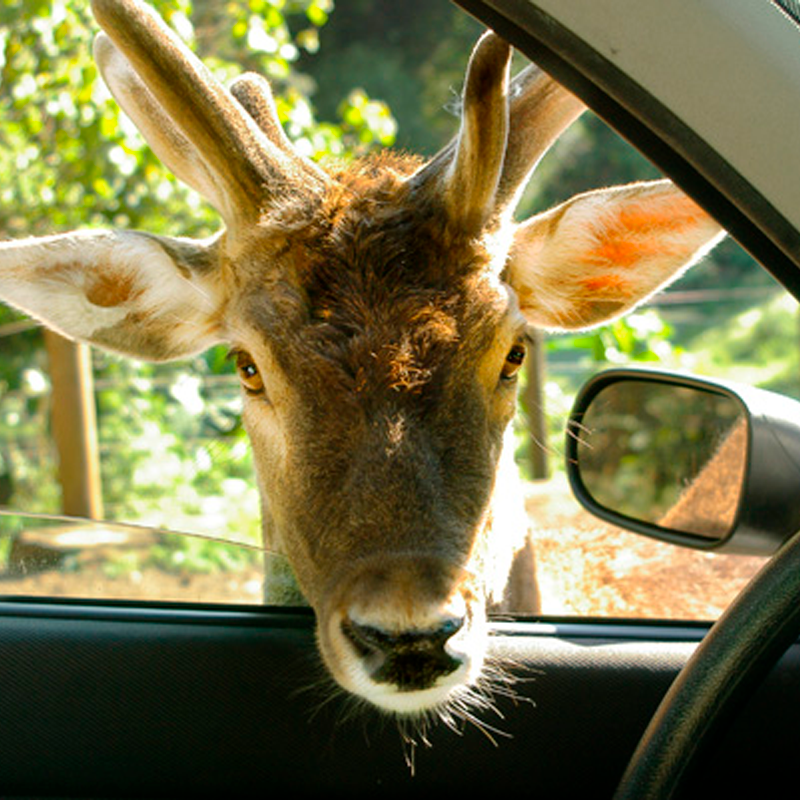 10 lugares pra visitar em São Paulo: Zoo Safári (Foto: Reprodução)